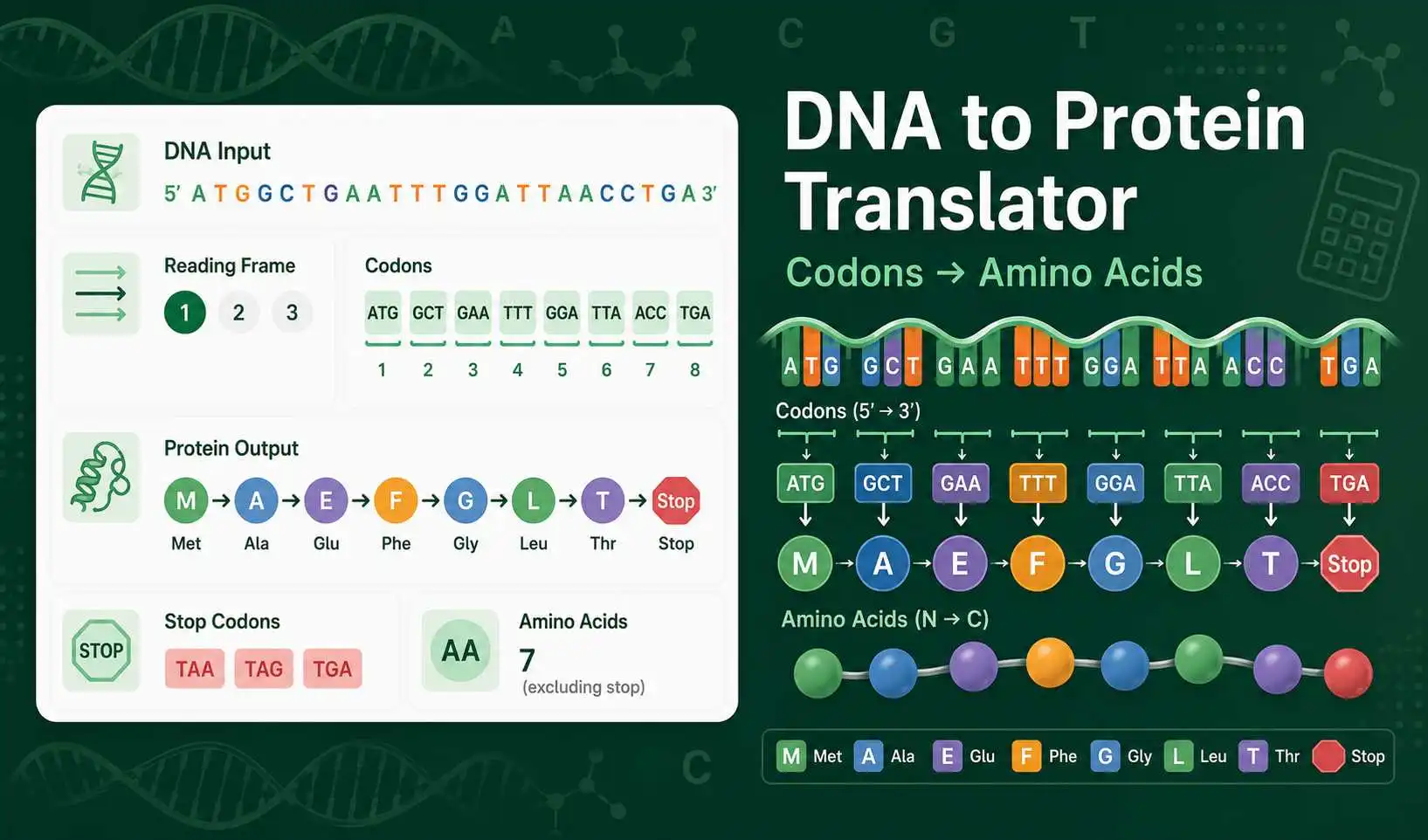 DNA to Protein Translator dashboard showing codons, reading frame, amino acid sequence, and stop codon checks
