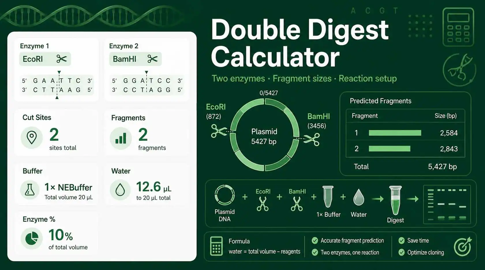 Double Digest Calculator showing restriction enzyme sites, cut positions, fragment sizes, and reaction setup volumes