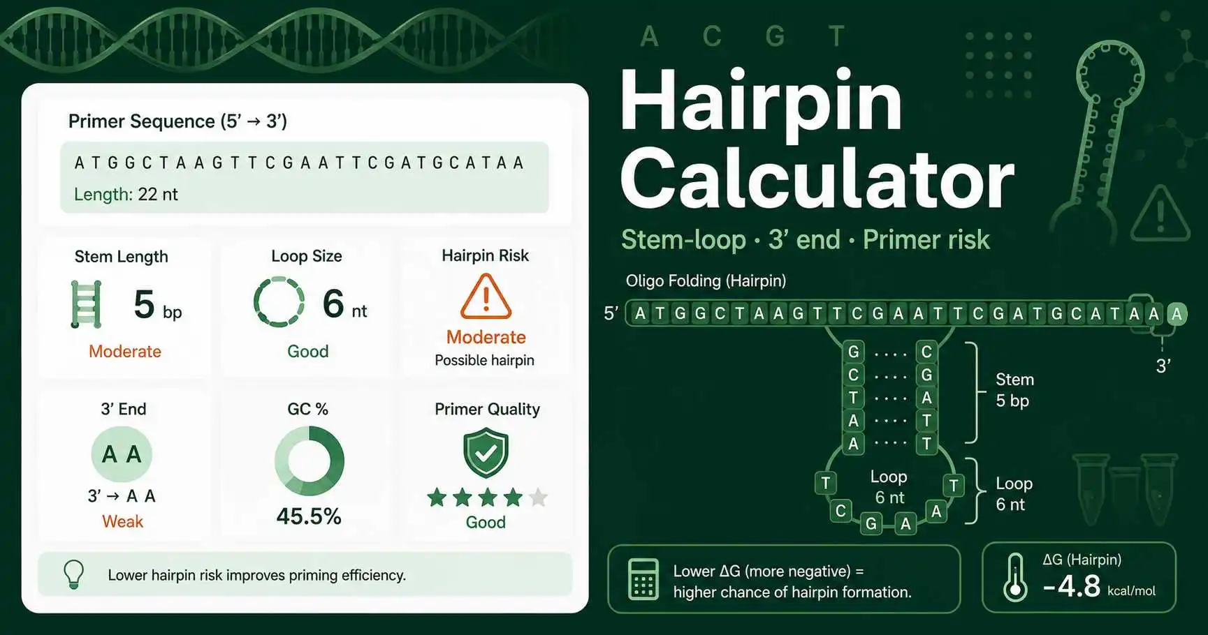Hairpin Calculator interface showing primer stem loop risk, GC content, loop size, and 3 prime end checks