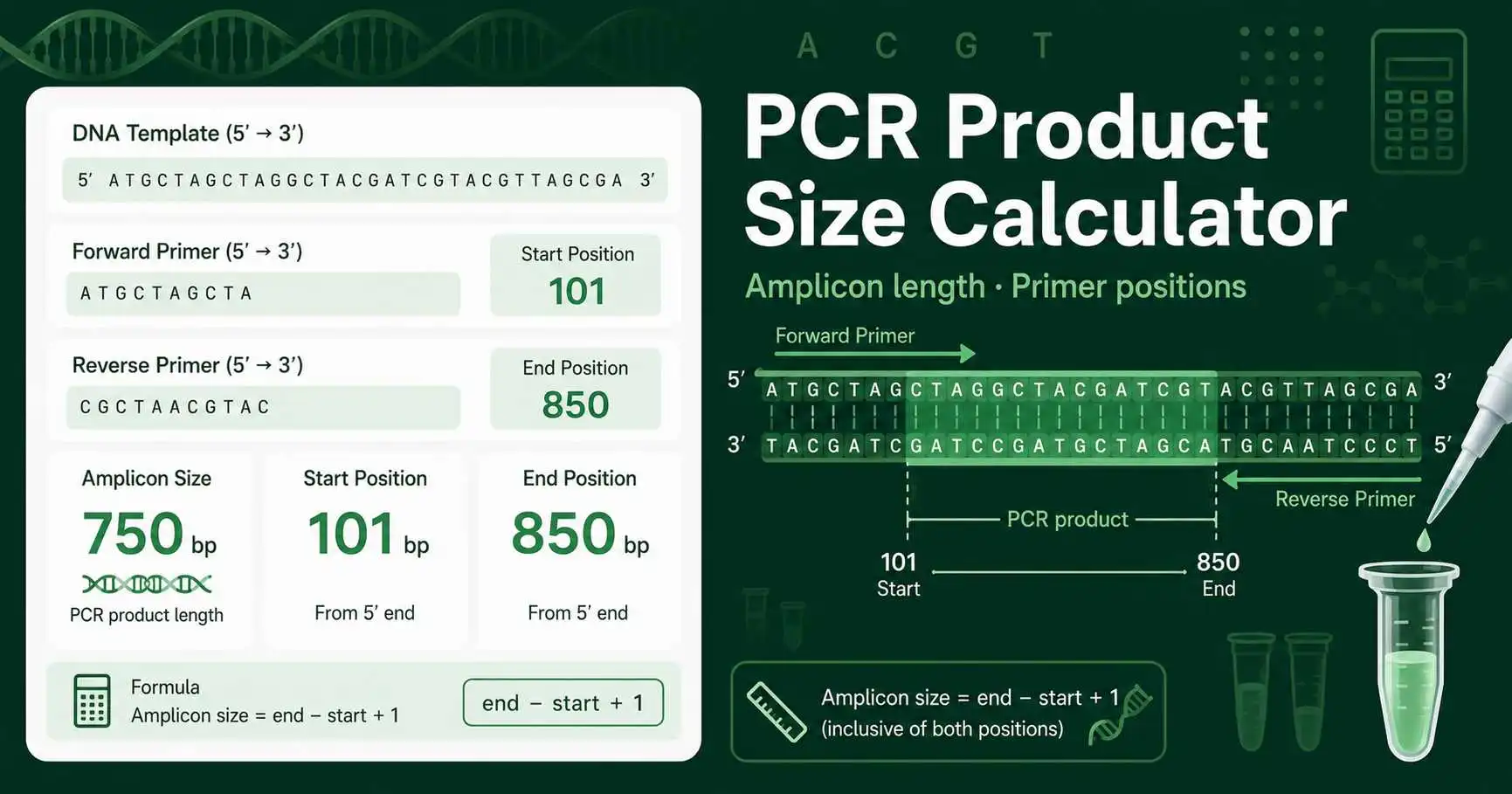 PCR Product Size Calculator showing DNA template, primer binding sites, and amplicon length result