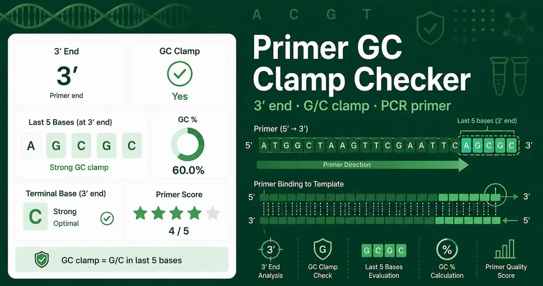 Primer GC Clamp Checker showing a PCR primer 3 prime end, GC bases, clamp score, and primer design warnings
