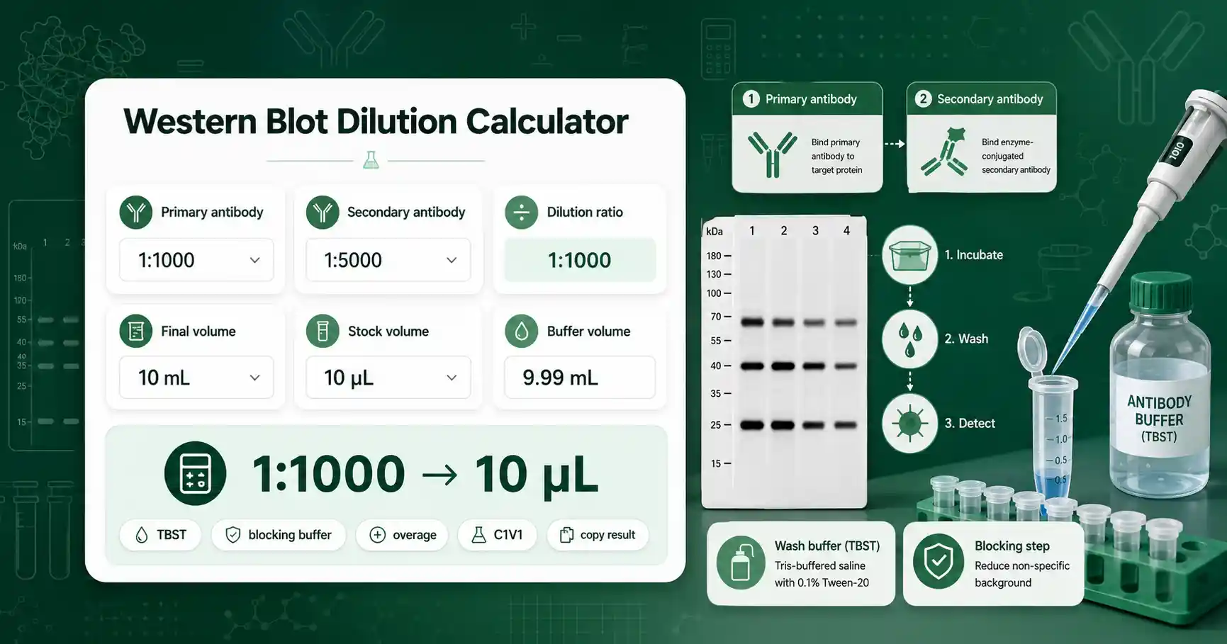 Western Blot Dilution Calculator interface showing antibody dilution, buffer volume, and western blot workflow cards
